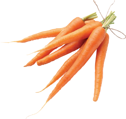 სტაფილო